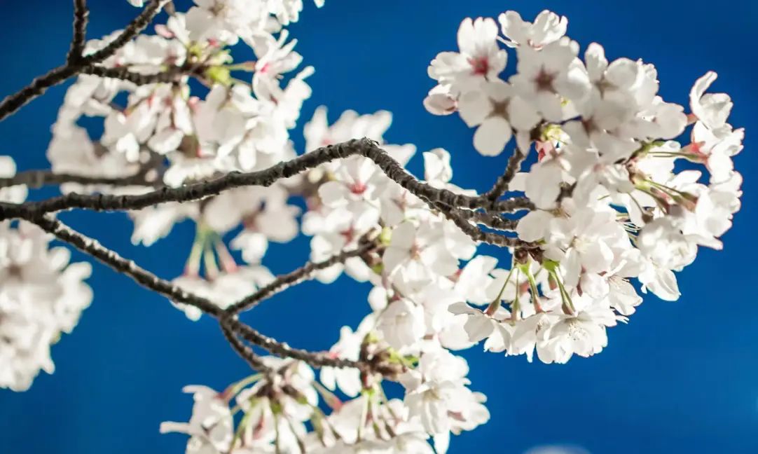 Employee travel, business trips, incentive travel, customized group tours, student educational travel..